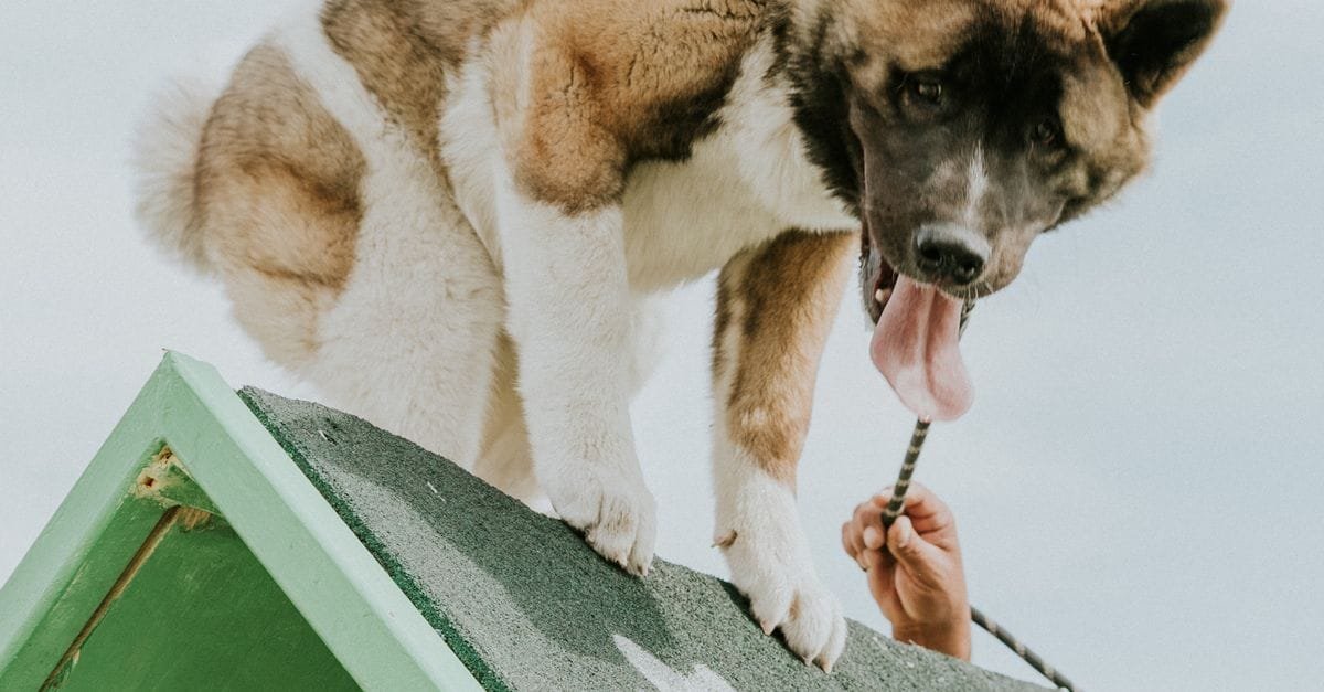 Dog Ramp
