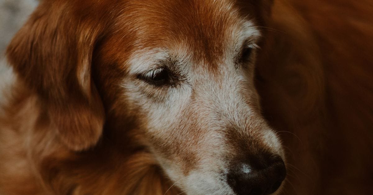 Senior Dog Care