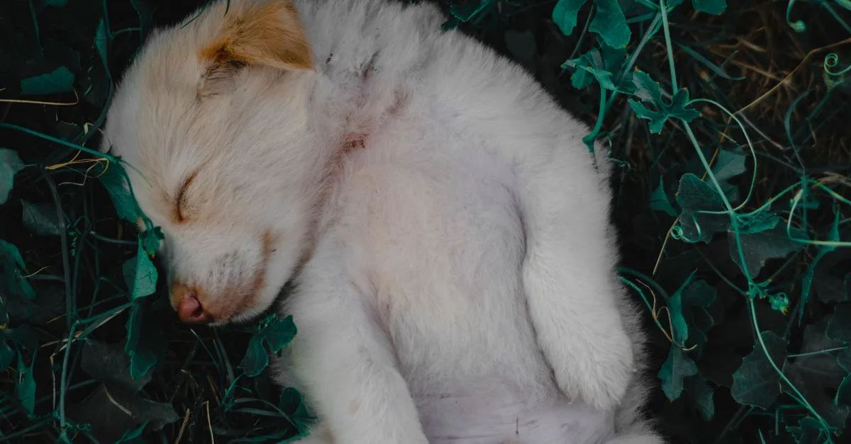 Puppy Care