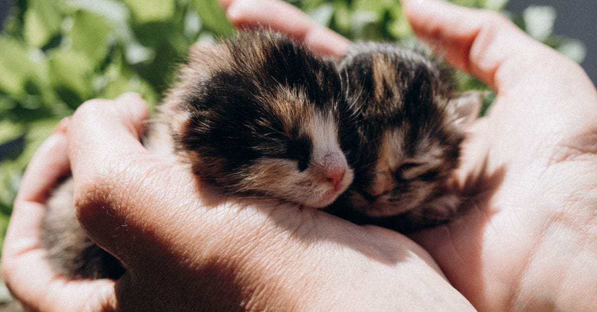 Kitten Care