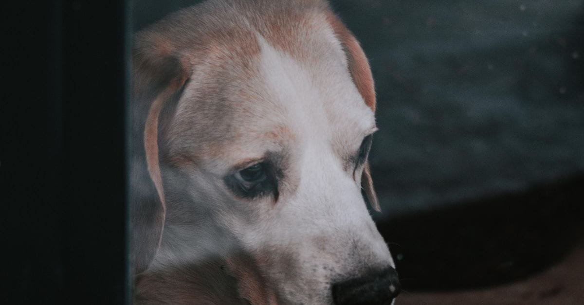 Tell If Dog Is In Pain