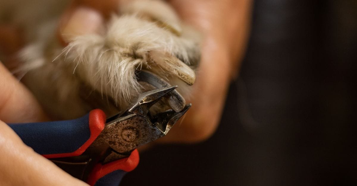 Dog Nail Clippers