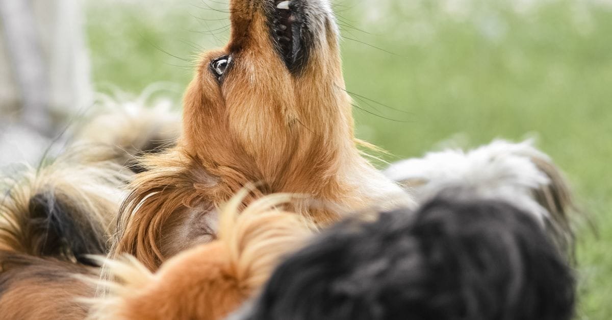 Dog Training Treats