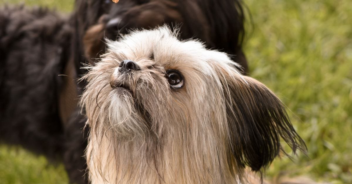 Dog Training Treats