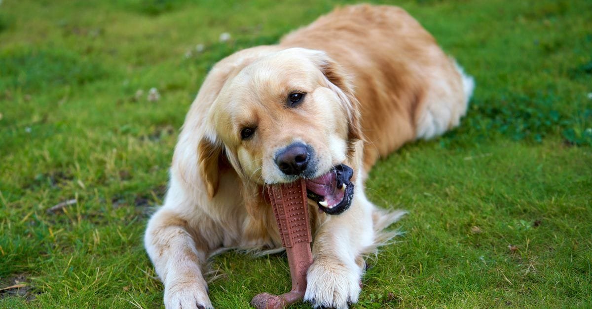 Dog Dental Chews