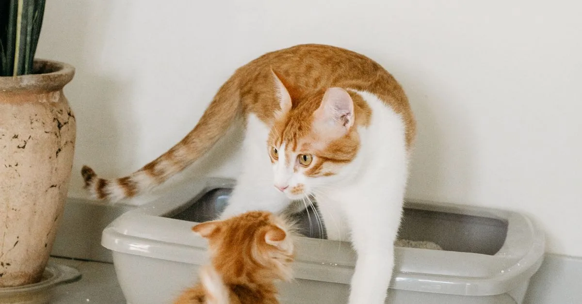 Litter Train A Kitten