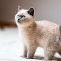 Litter training a kitten