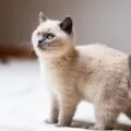Litter training a kitten
