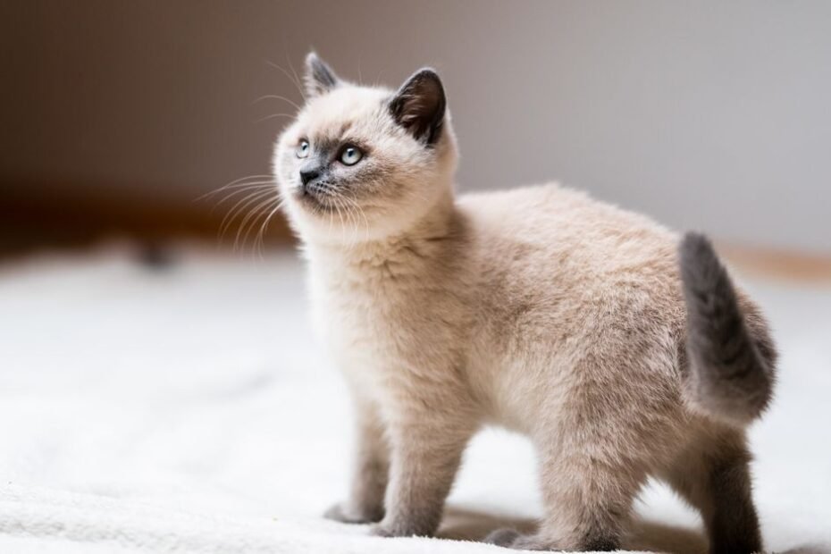 Litter training a kitten