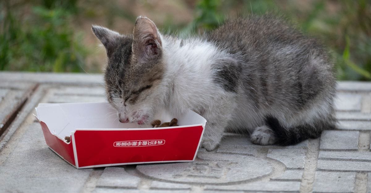 Cat Food Kittens