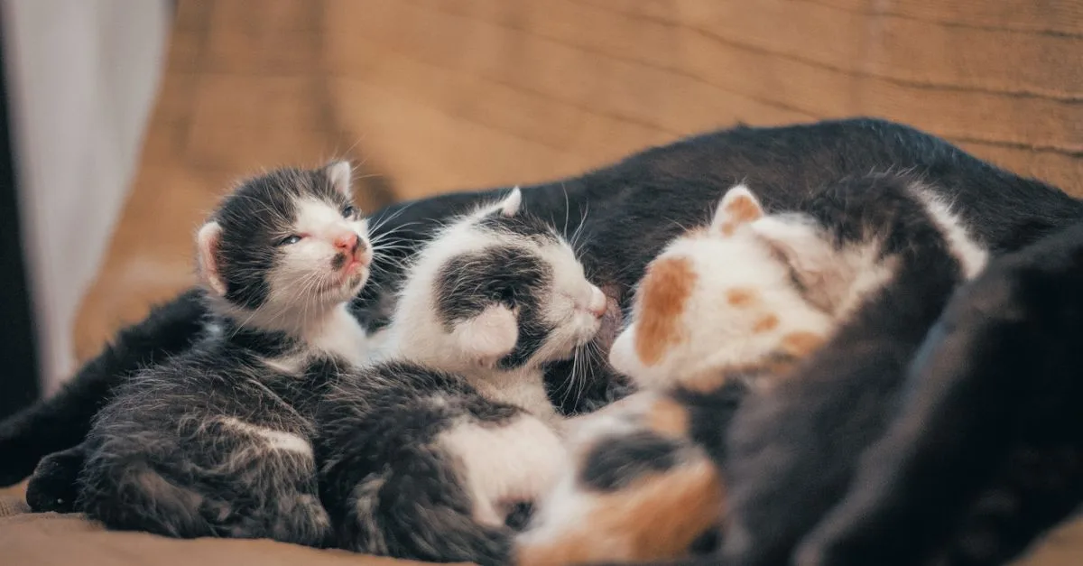 Litter Train A Kitten