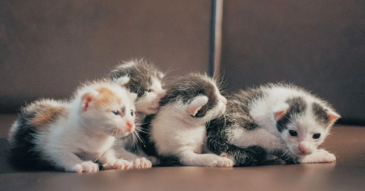 Litter Train A Kitten