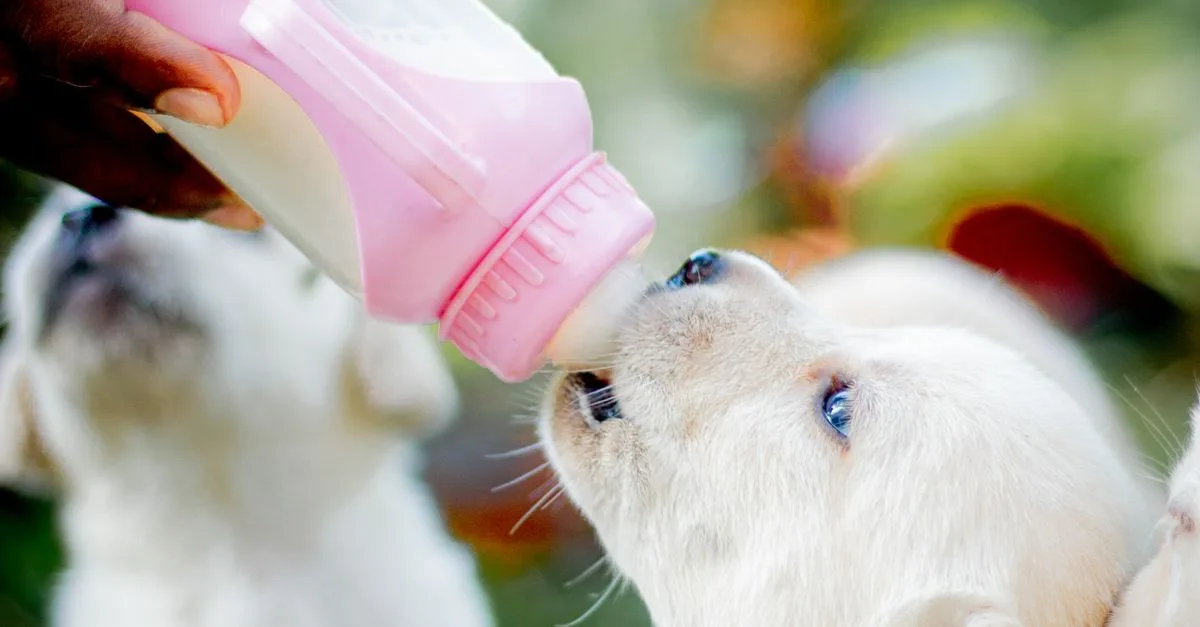 Puppy Care
