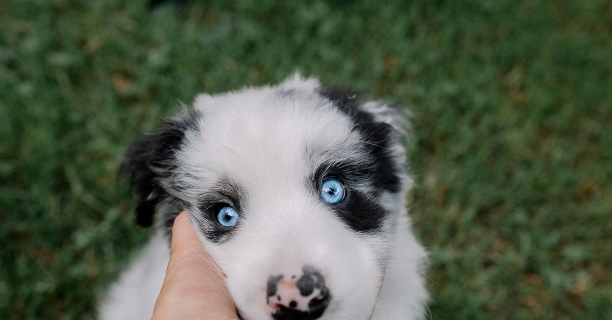 New Puppy Checklist
