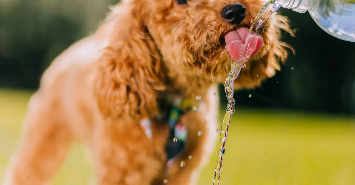 How Much Water Should A Dog Drink