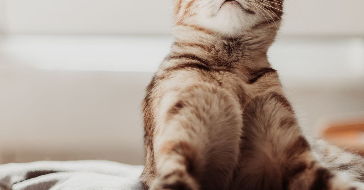 Indoor Cat Happy