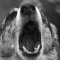 Stop your dog from barking