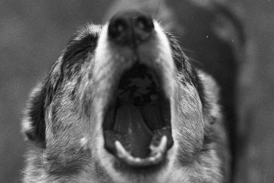 Stop your dog from barking