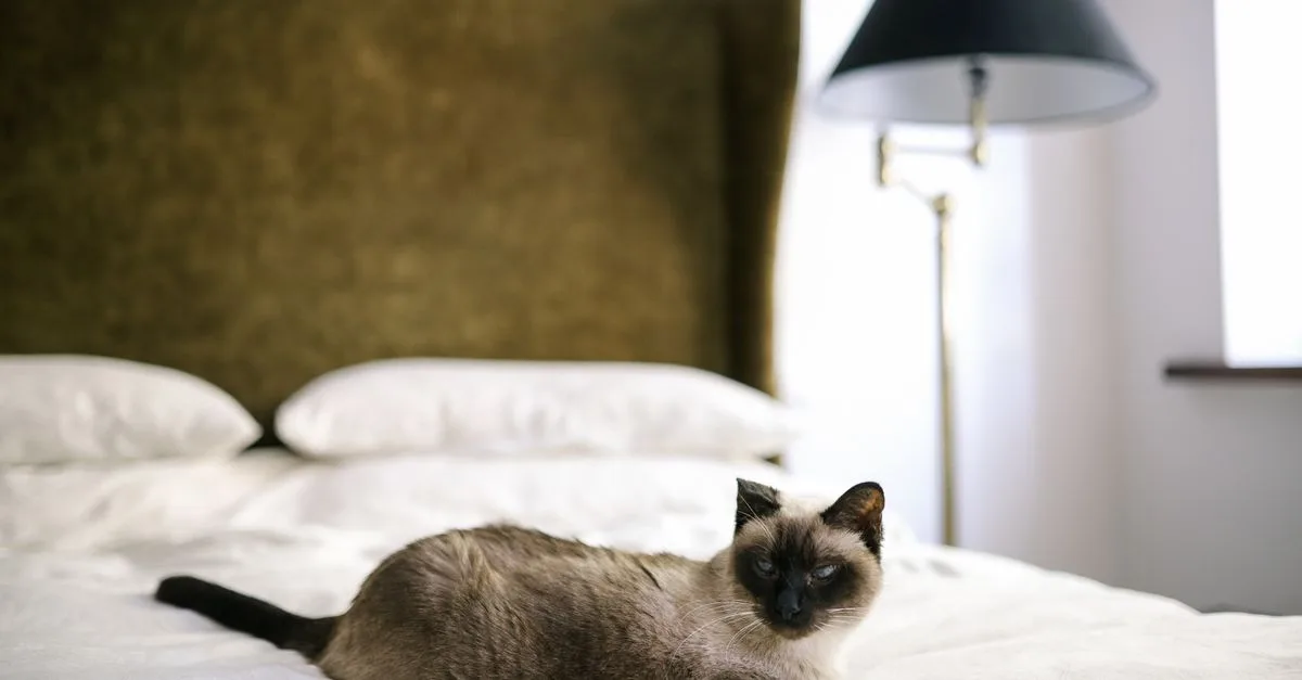 Cat Bed
