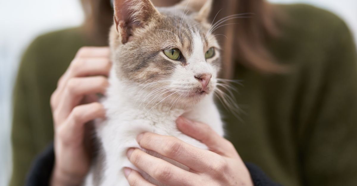 A kitten with its owner