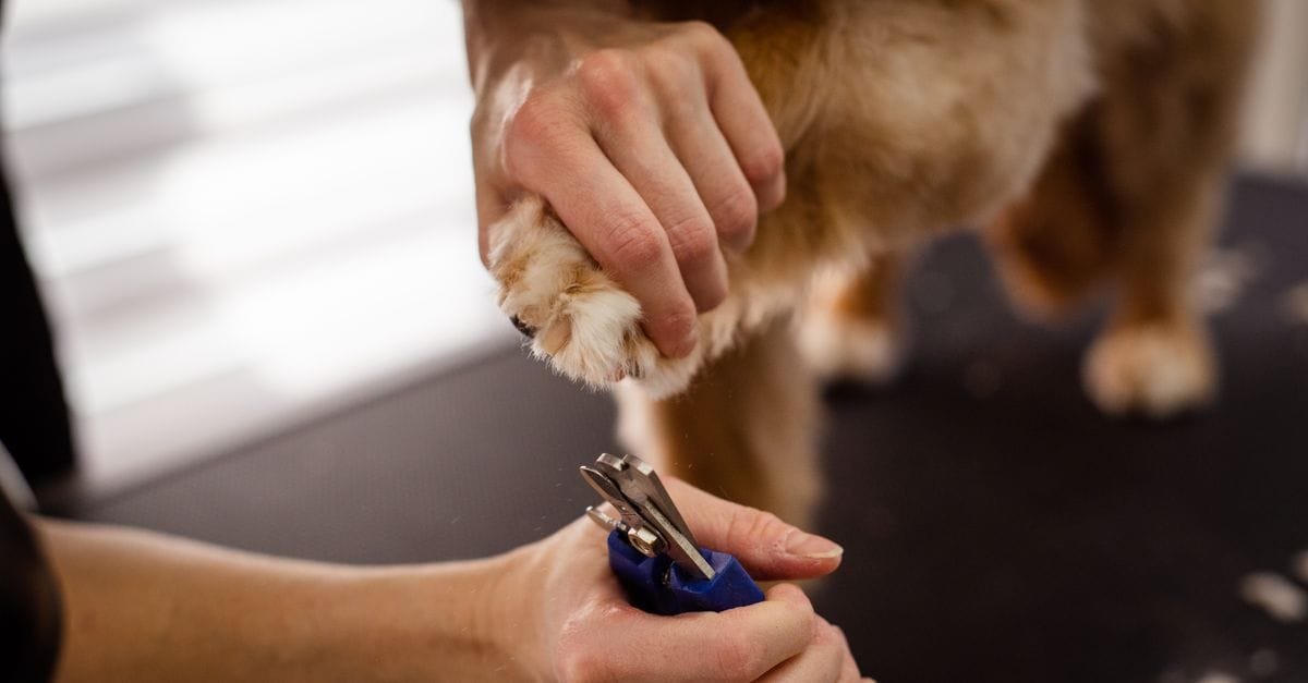 Dog Nail Clippers
