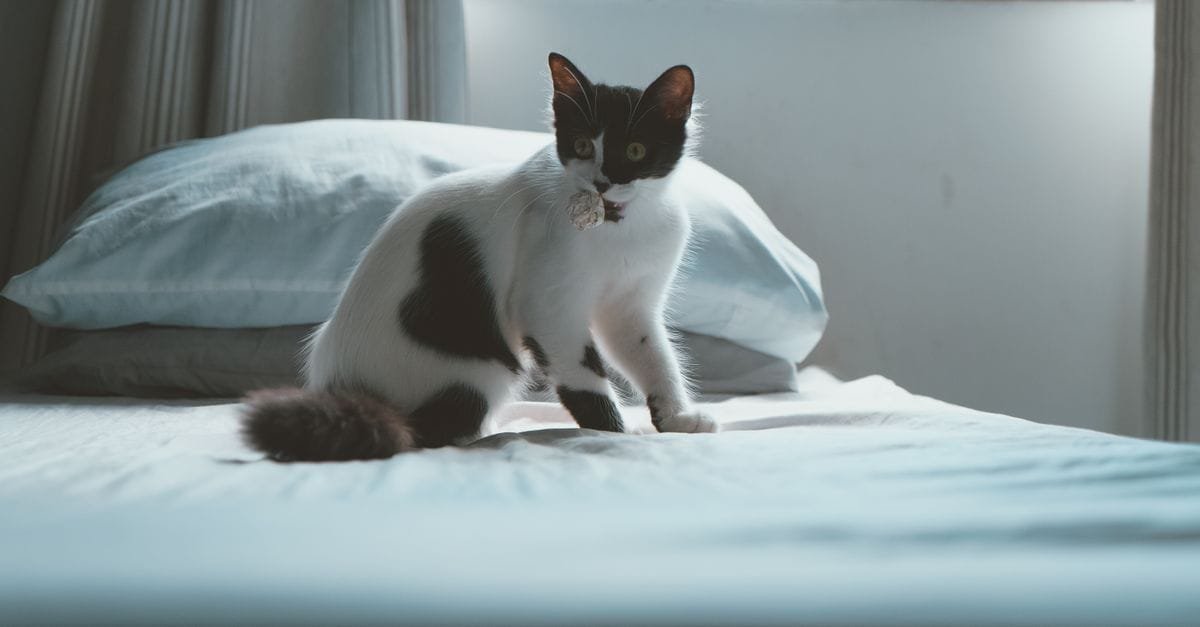 Cat Bed