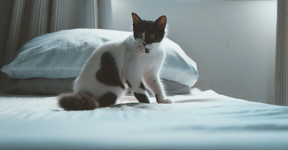 Cat Bed