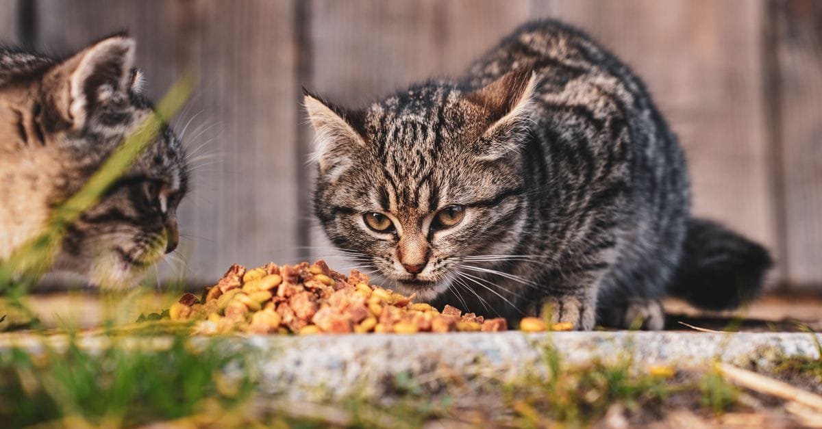 Cat Food Kittens