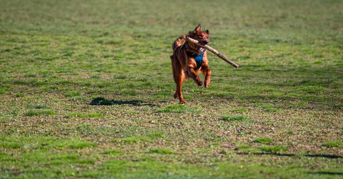 A dog exercising and playing in the park