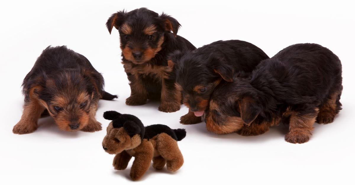 Puppy Toys