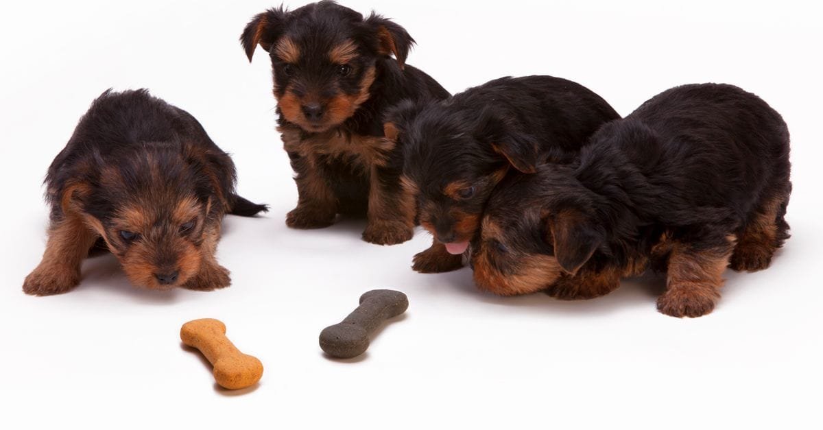 Puppy Food