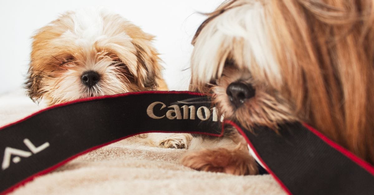 Pet Camera