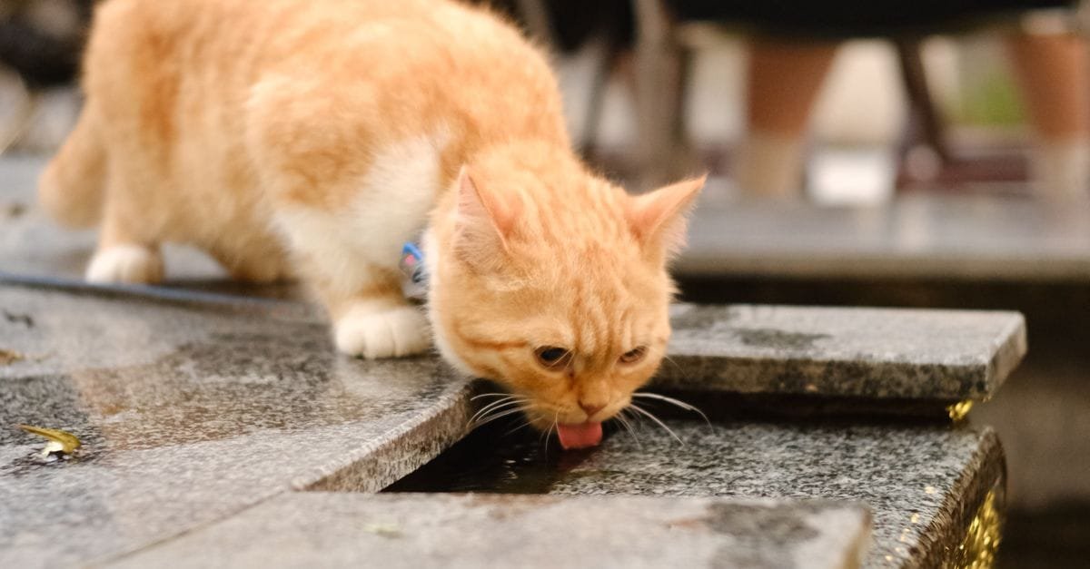 Pet Water Fountain