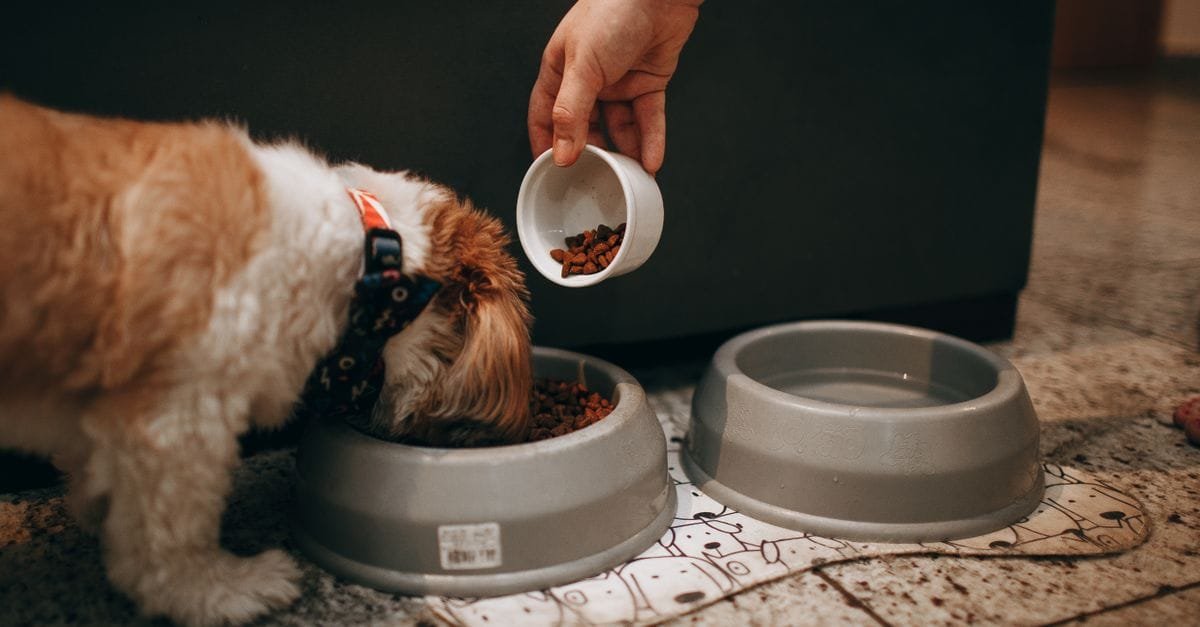 How Much Feed Dog