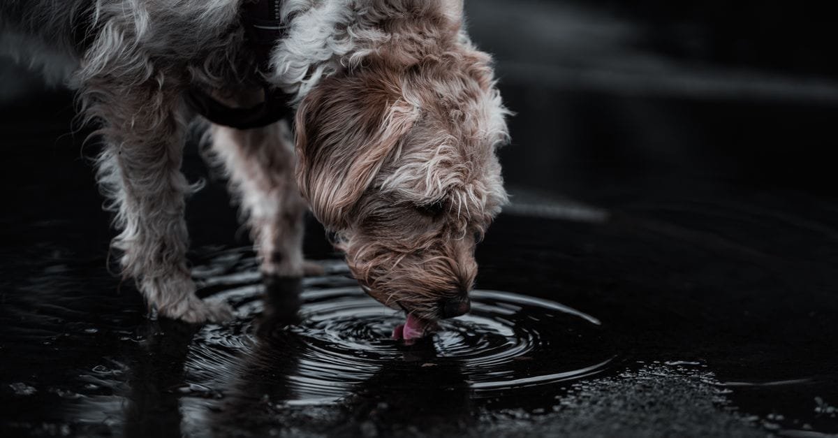 How Much Water Should A Dog Drink