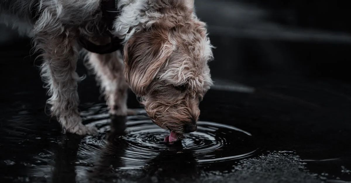 How Much Water Should A Dog Drink