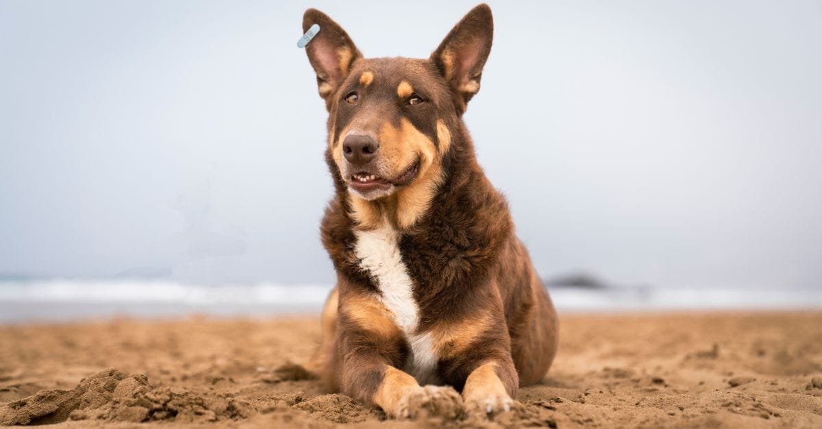 Dog Dna Tests