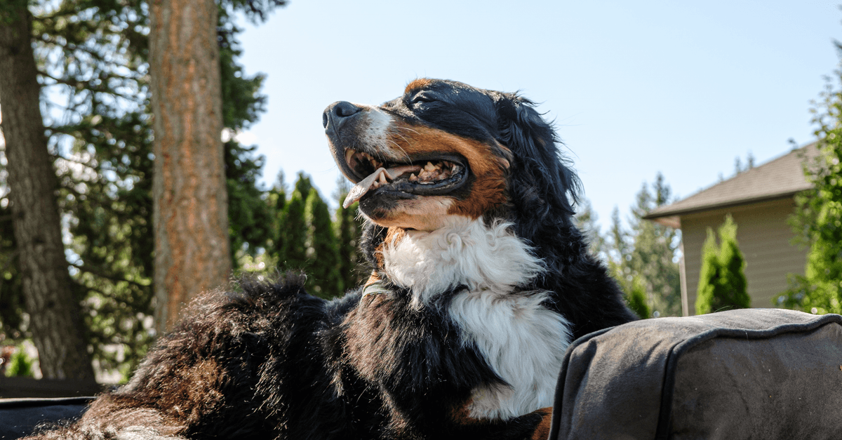 Orthopedic Dog Bed Large Dogs