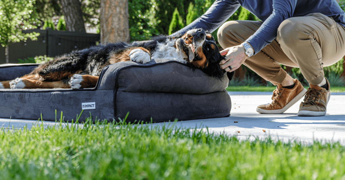 Orthopedic Dog Bed Large Dogs