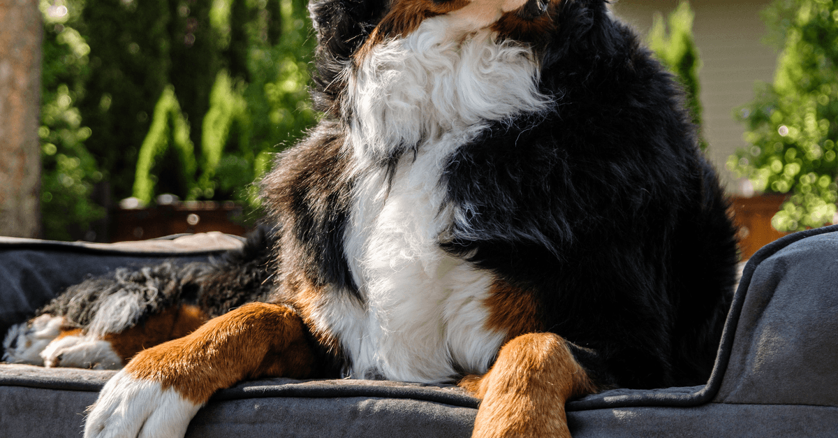 Orthopedic Dog Bed Large Dogs