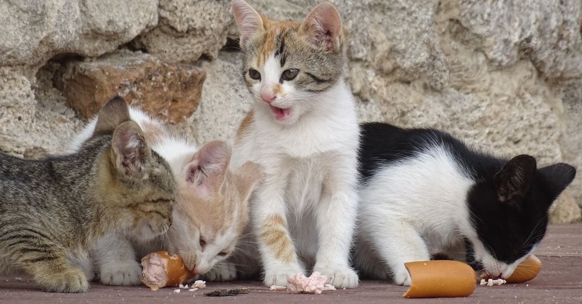 Cat Food Kittens