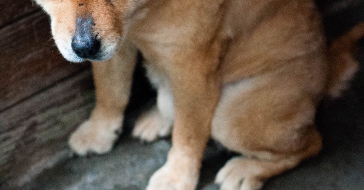 Tell If Dog Is In Pain