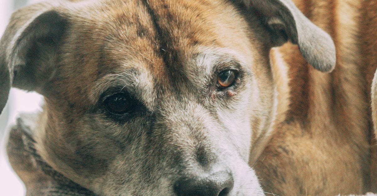 Senior Dog Care