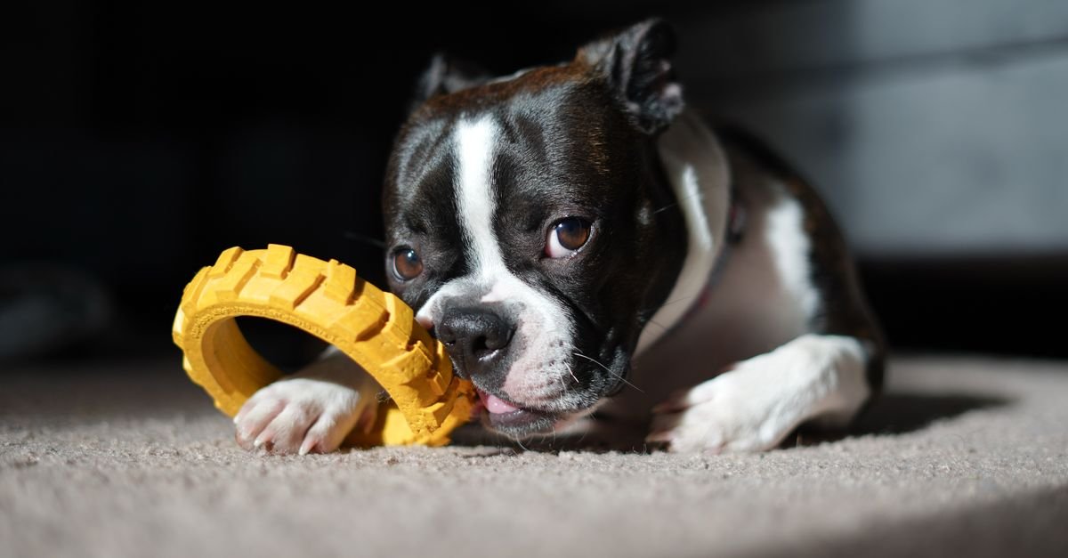A dog kept busy with a toy