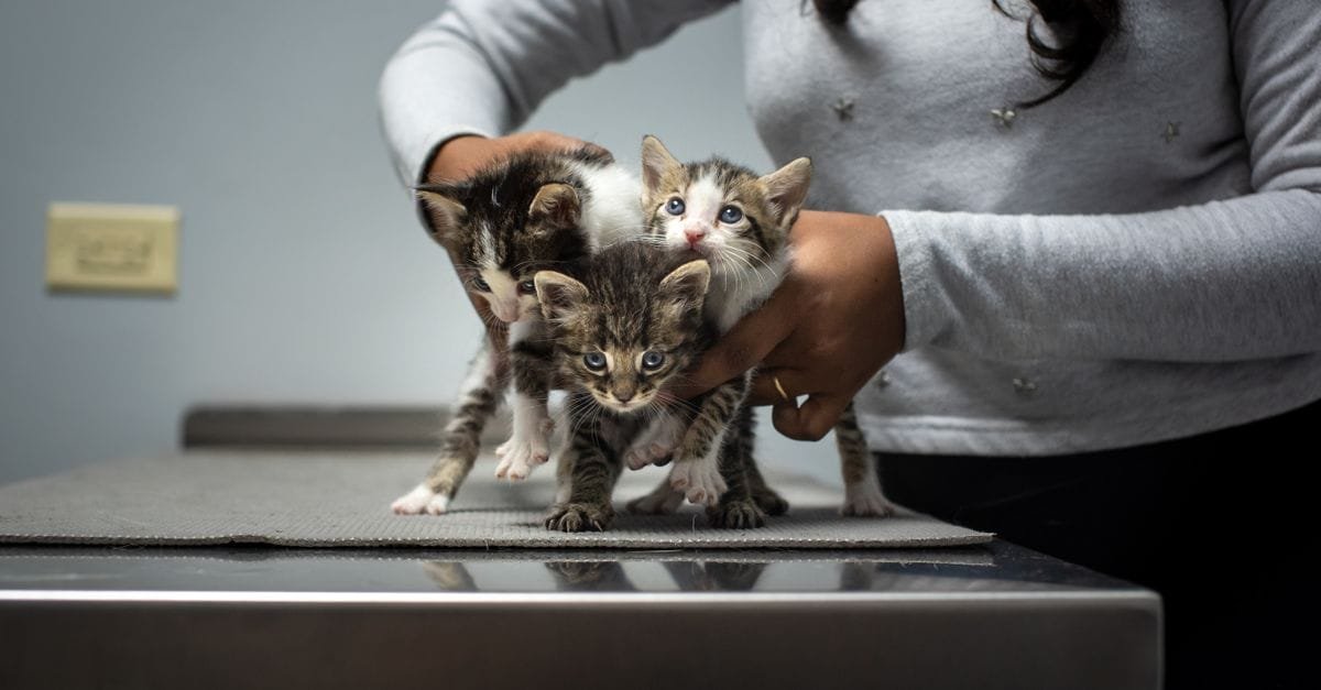 Kitten Care