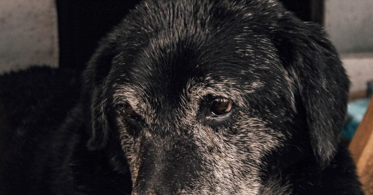 Senior Dog Care