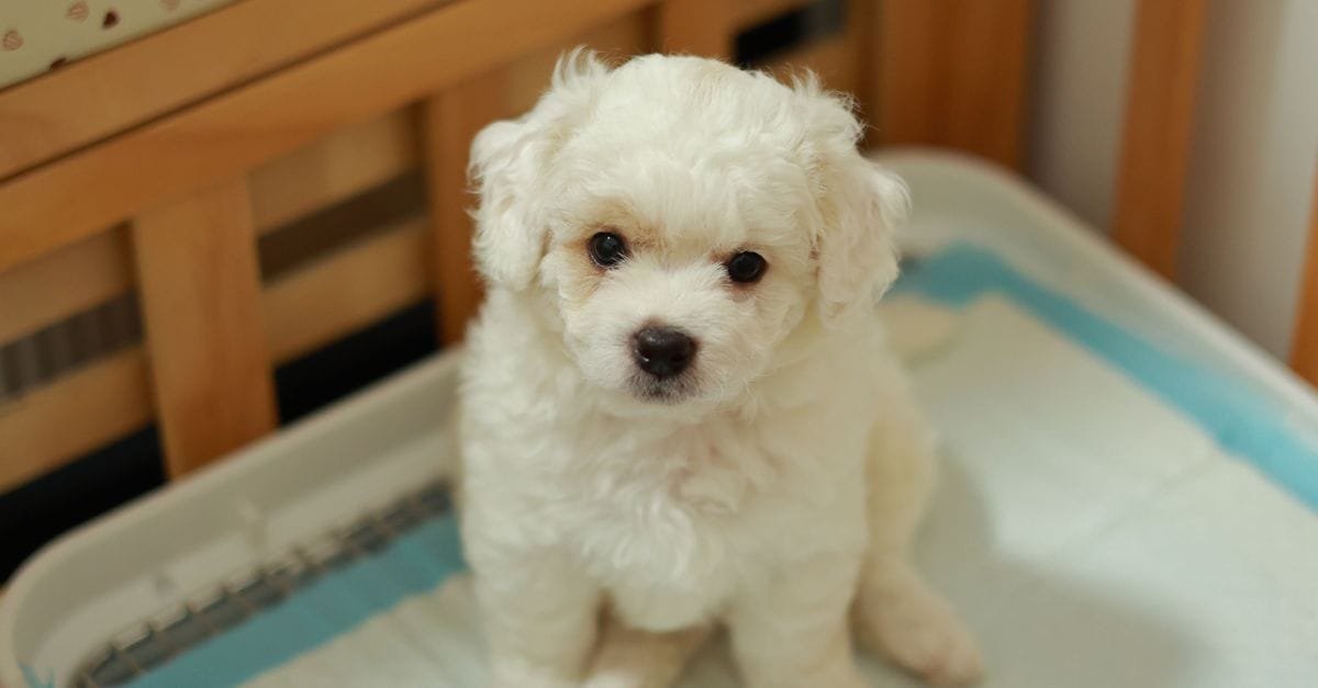 Potty Train A Puppy