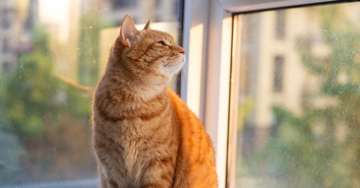 Indoor Cat Happy