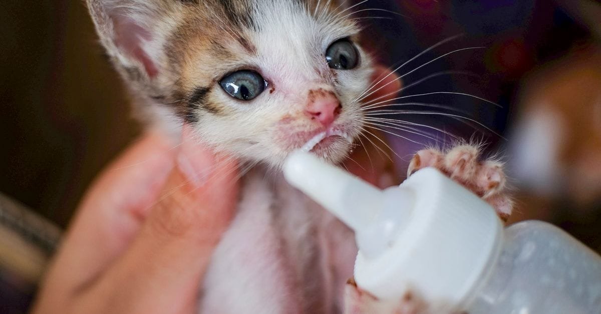 Kitten Care