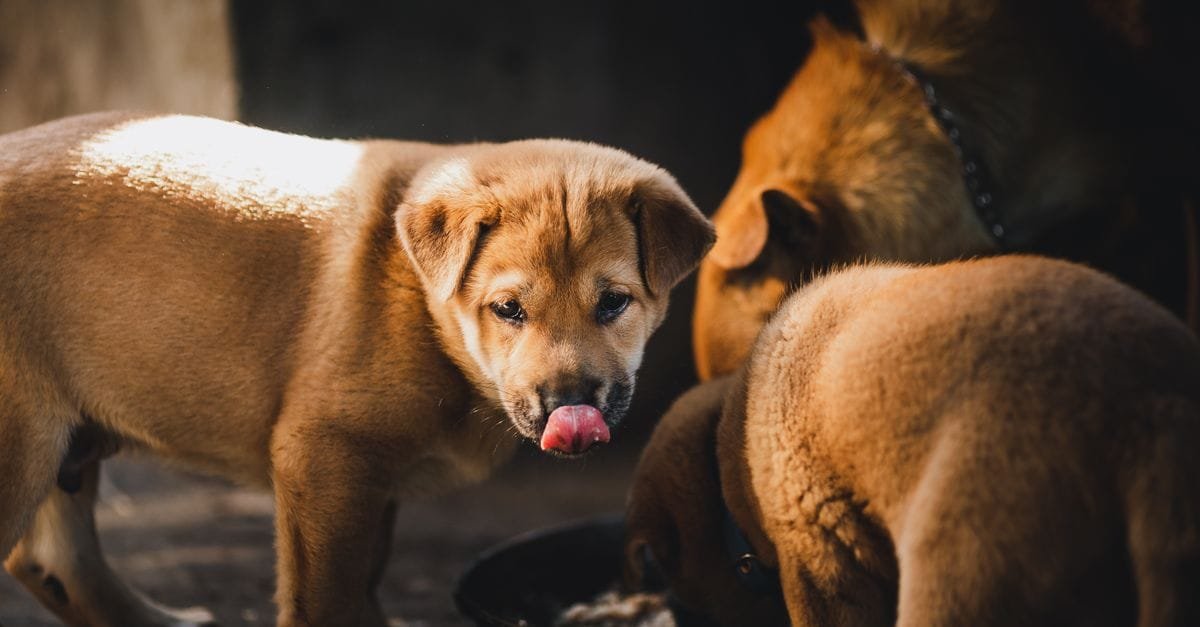 Puppy Food